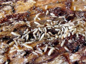 termites